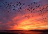 birds in a swarm at sunset