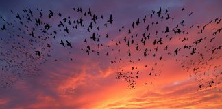 birds in a swarm at sunset